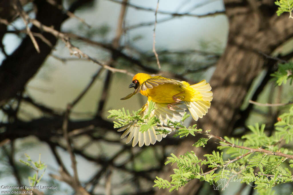 Southern Masked Weaver male adult breeding, Flight