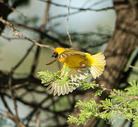 Southern Masked Weaver