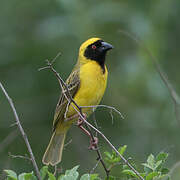 Southern Masked Weaver