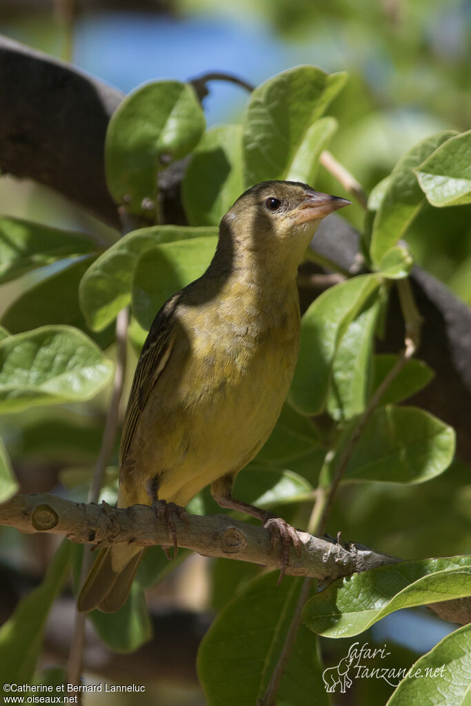 Southern Masked Weaver female adult, identification