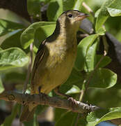 Southern Masked Weaver