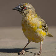 Southern Masked Weaver