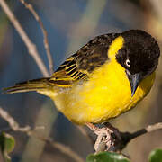 Baglafecht Weaver