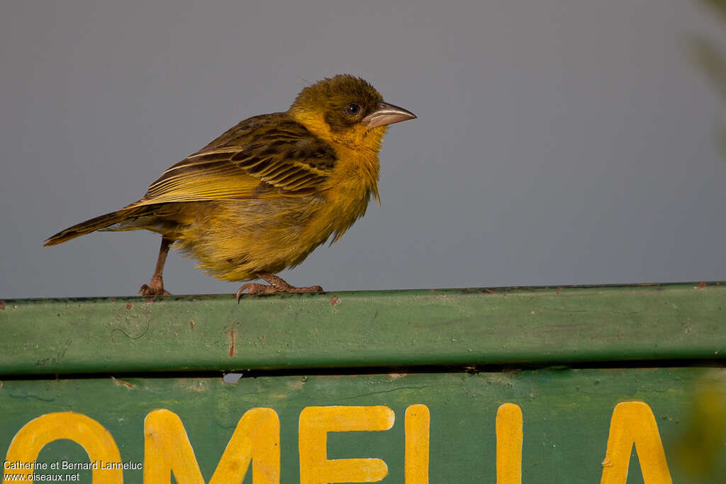 Baglafecht Weaverjuvenile, identification