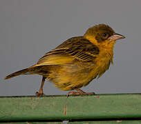 Baglafecht Weaver