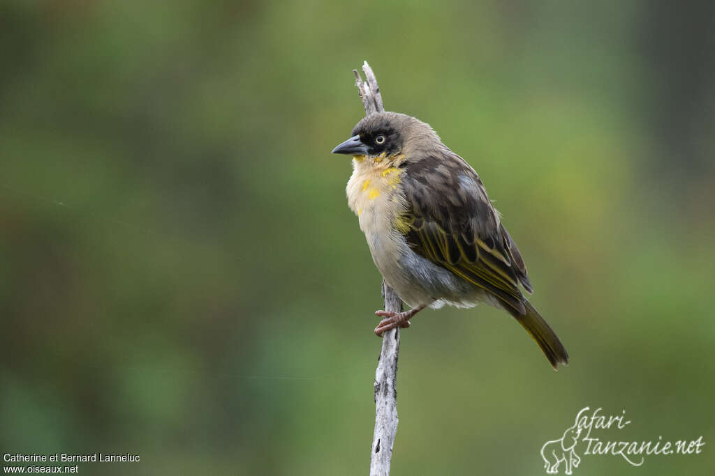 Baglafecht Weaver male adult post breeding, identification