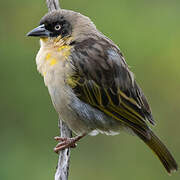 Baglafecht Weaver