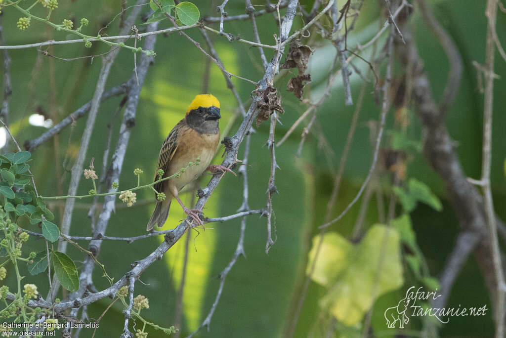 Baya Weaver male adult breeding, identification