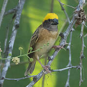 Baya Weaver