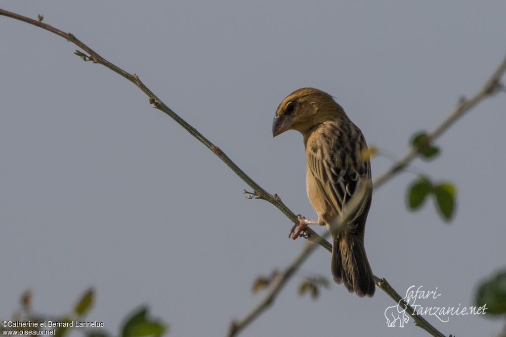 Tisserin baya femelle adulte, identification