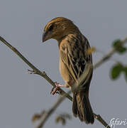 Baya Weaver