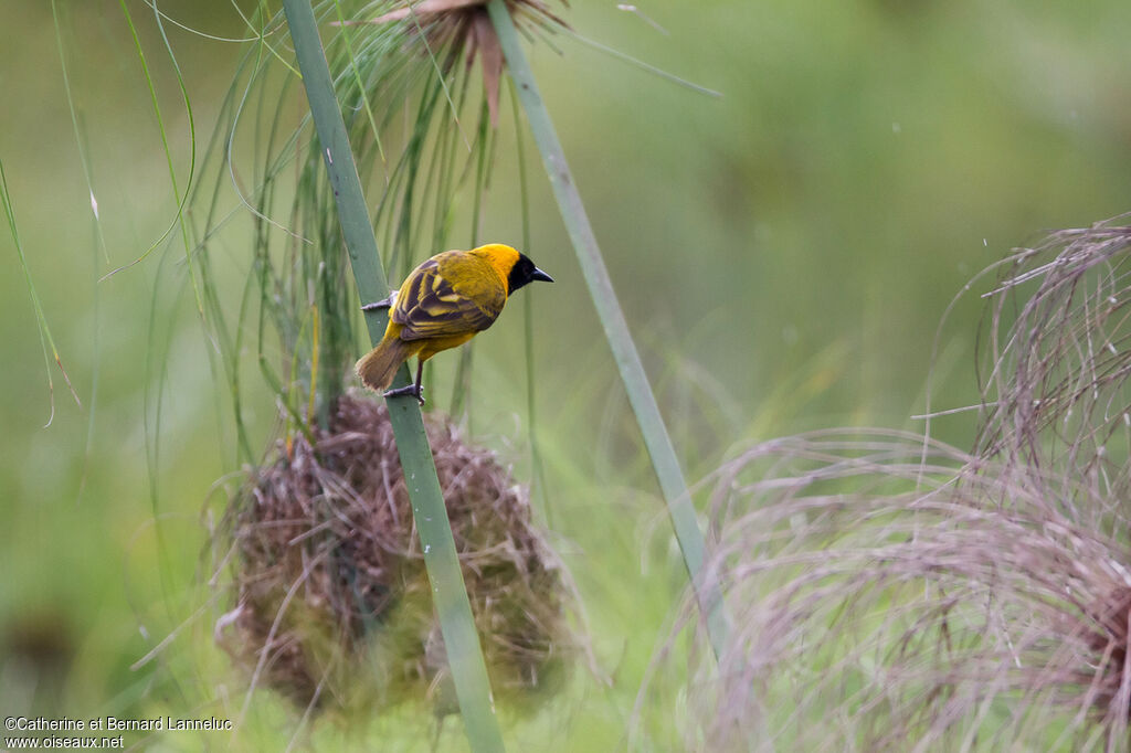 Slender-billed Weaver male, Reproduction-nesting