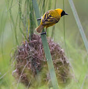 Slender-billed Weaver