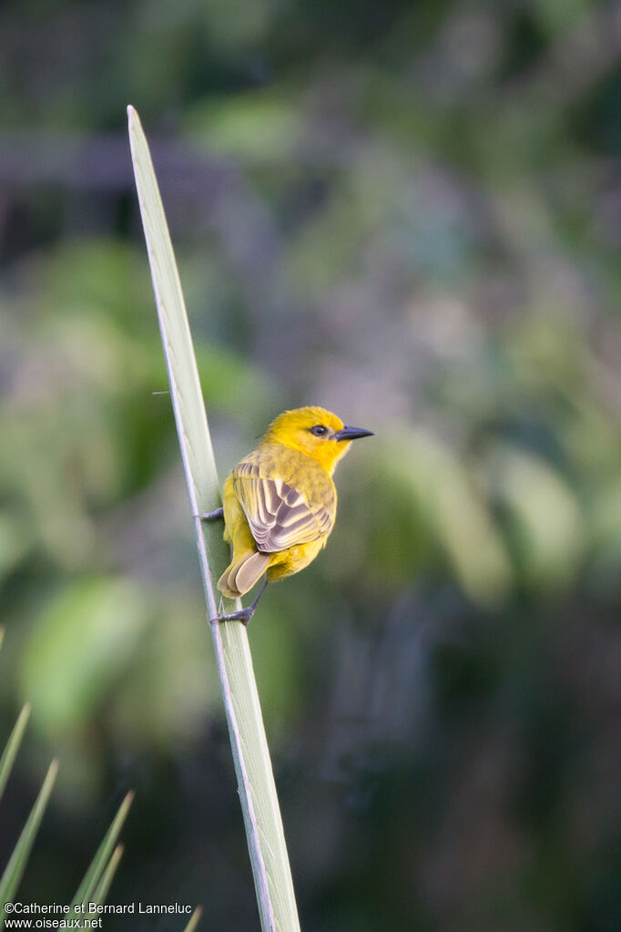 Slender-billed Weaver female, identification