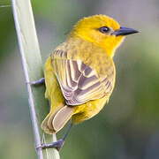 Slender-billed Weaver