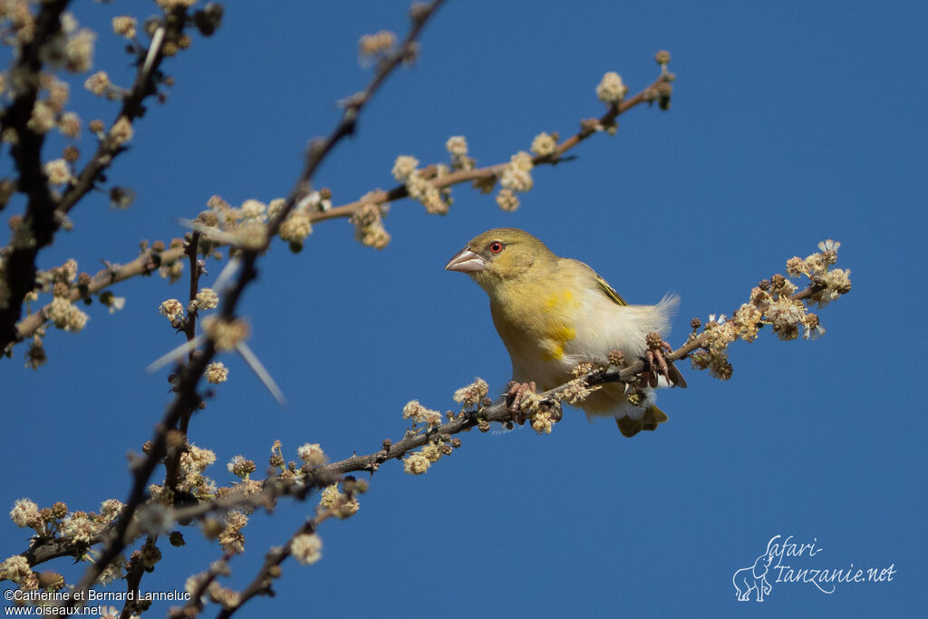 Tisserin de Rüppelladulte