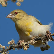 Rüppell's Weaver