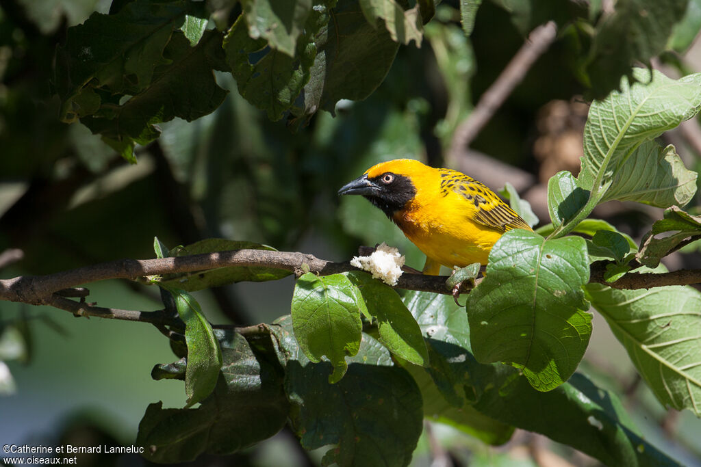 Speke's Weaver male adult breeding