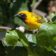 Speke's Weaver