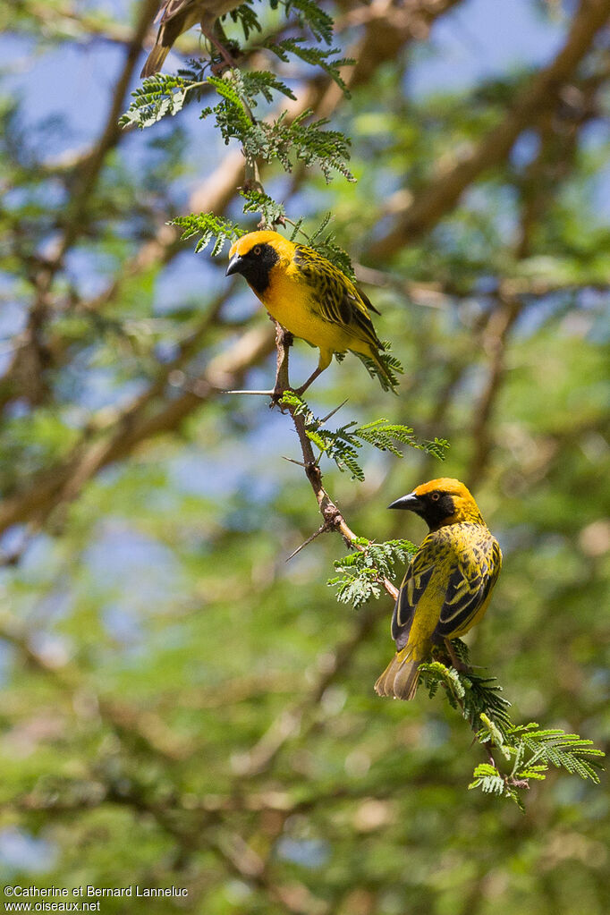 Speke's Weaver