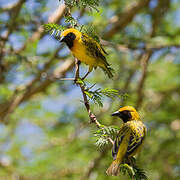 Speke's Weaver