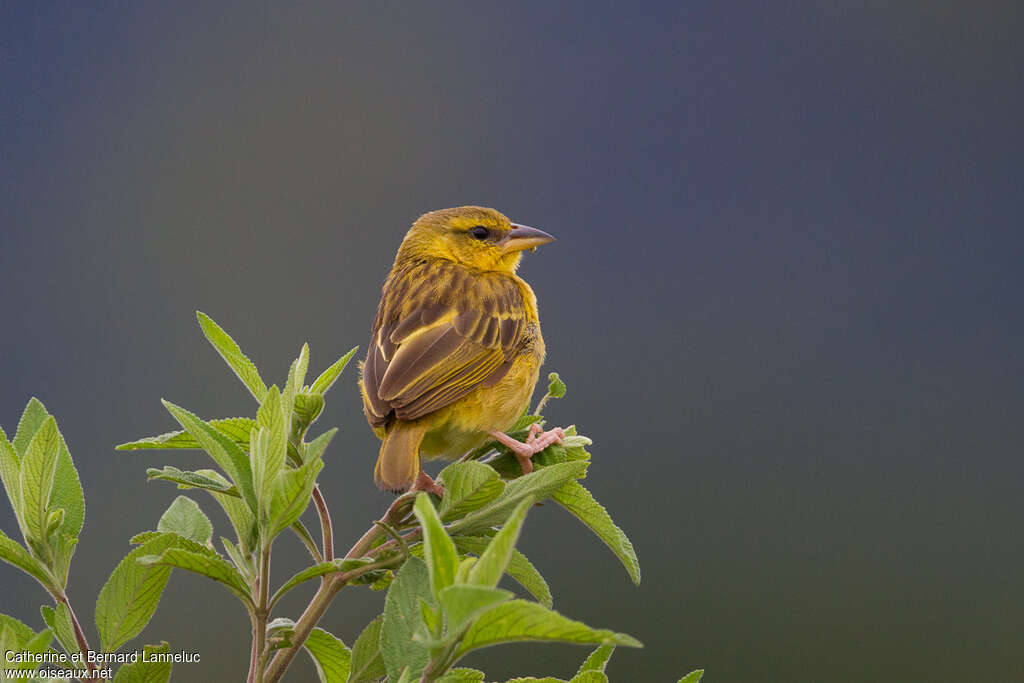 Tisserin de Taveta femelle adulte, identification