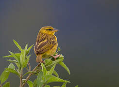 Taveta Weaver