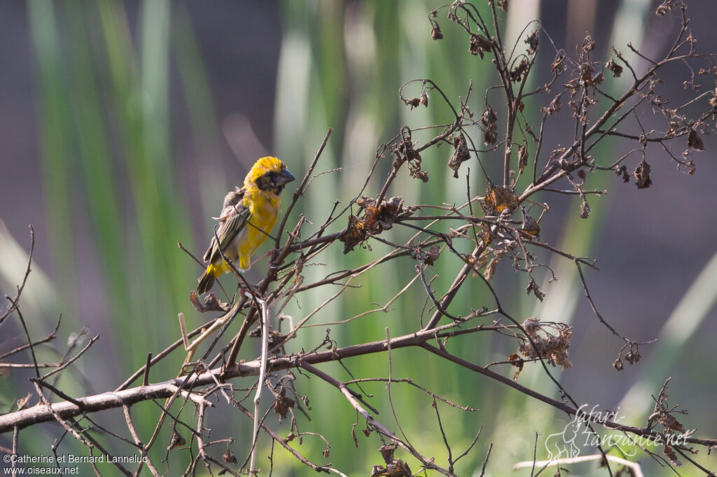 Asian Golden Weaver male adult breeding