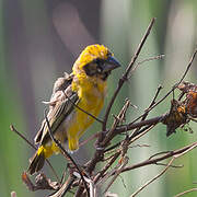 Asian Golden Weaver