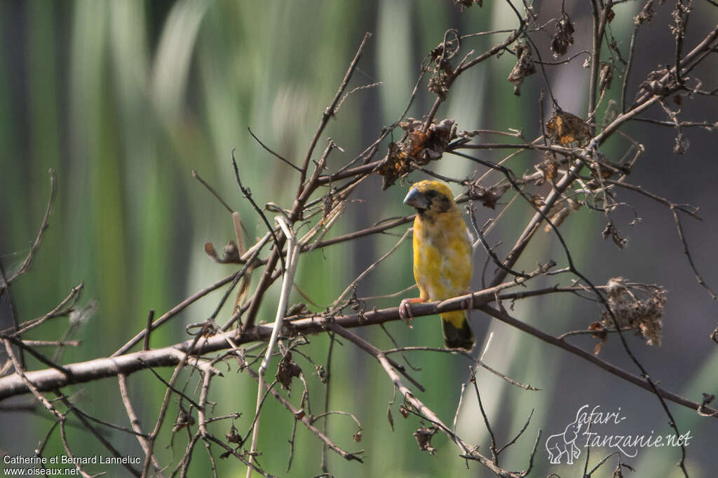 Asian Golden Weaver male adult transition, identification