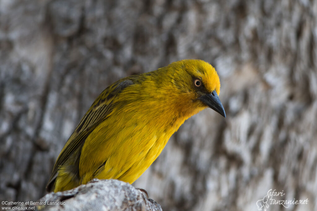 Cape Weaver male adult breeding