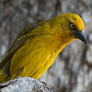 Cape Weaver