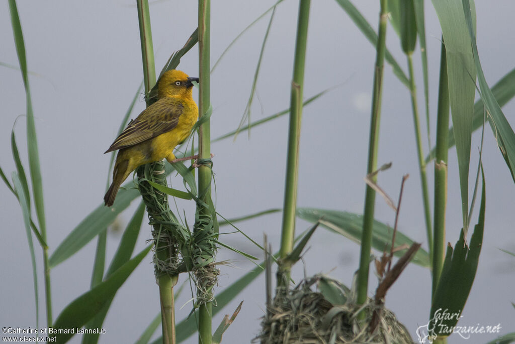 Cape Weaver male adult breeding, Reproduction-nesting