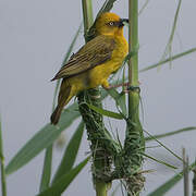 Cape Weaver