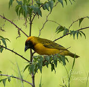 Northern Masked Weaver