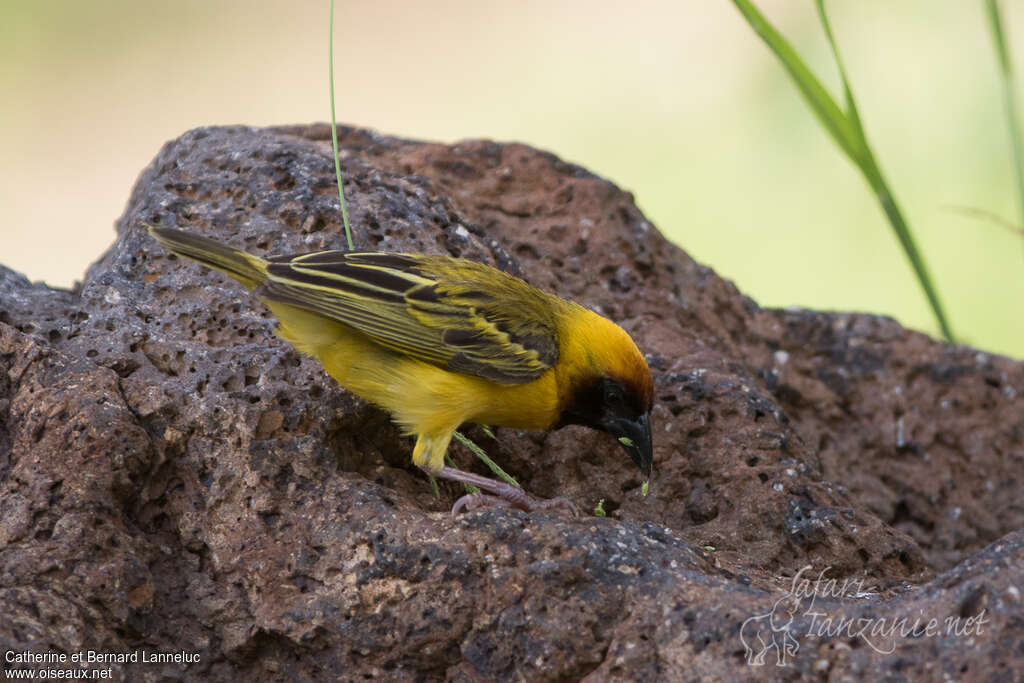 Northern Masked Weaver male adult breeding, pigmentation, eats