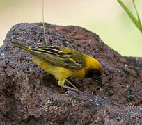 Northern Masked Weaver