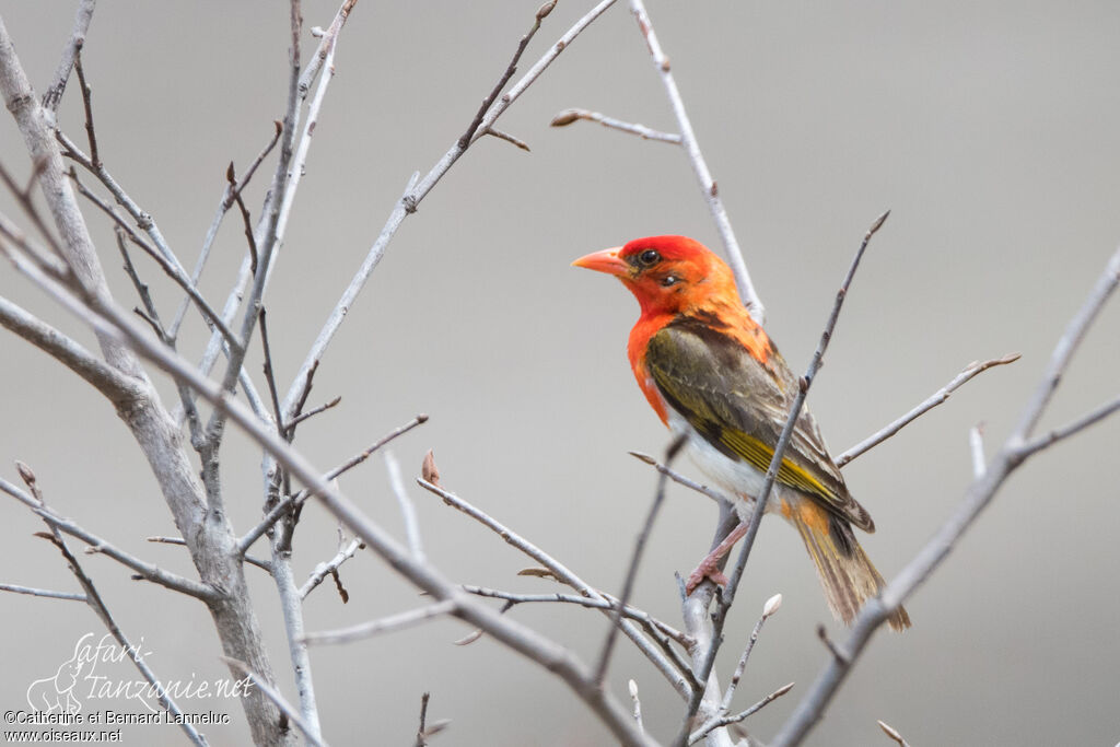 Red-headed Weaver male adult breeding, pigmentation