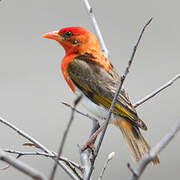 Red-headed Weaver