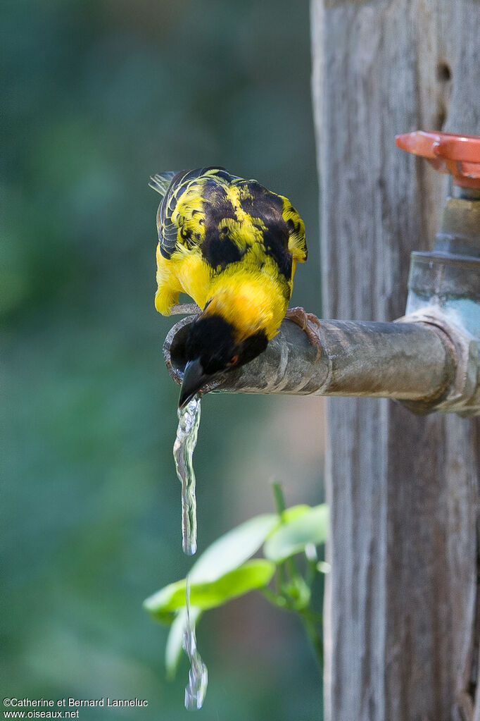 Village Weaver male adult breeding, drinks, Behaviour