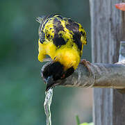 Village Weaver