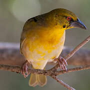 Village Weaver