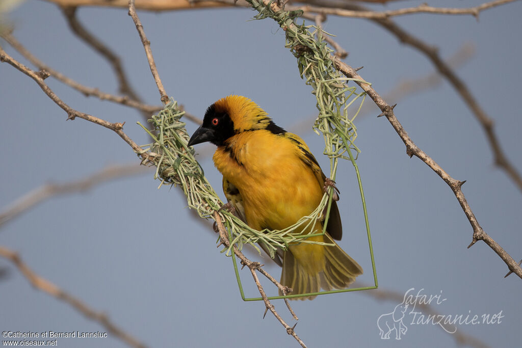 Village Weaver male adult breeding, Reproduction-nesting