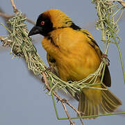 Village Weaver