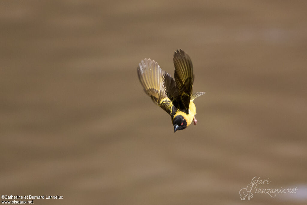 Village Weaver male adult breeding, Flight