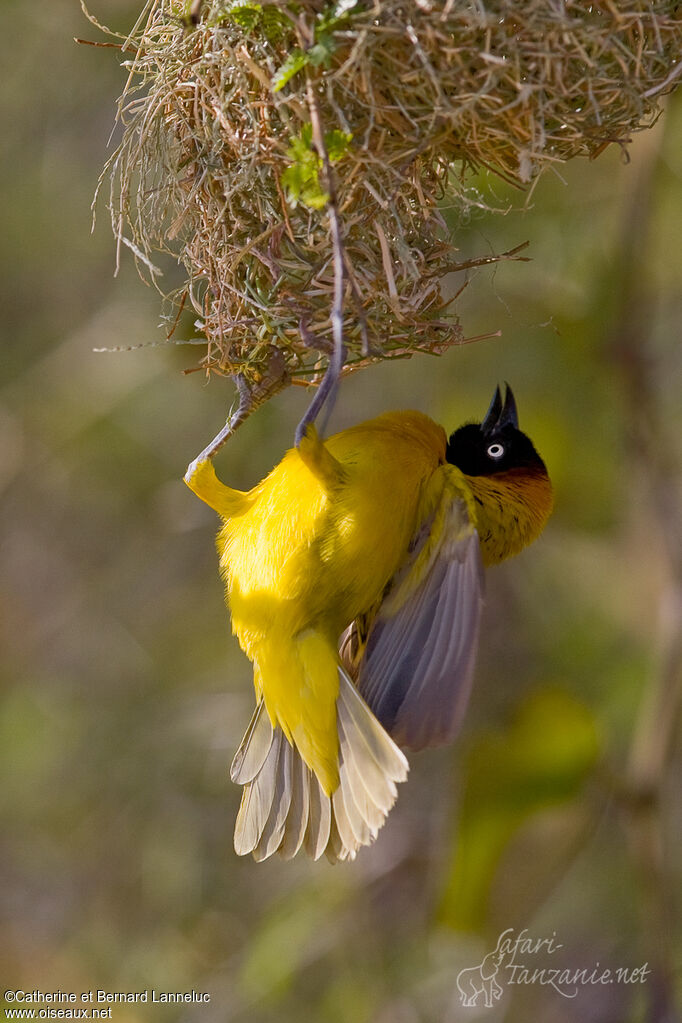 Lesser Masked Weaver male adult breeding, Reproduction-nesting