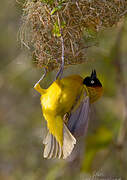 Lesser Masked Weaver