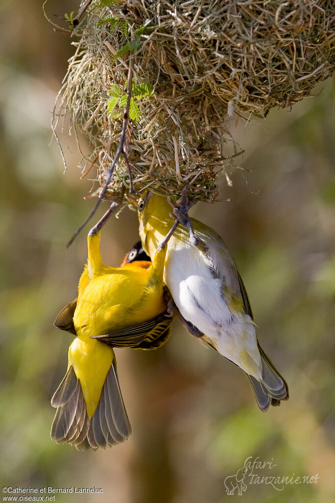 Lesser Masked Weaveradult breeding, Reproduction-nesting