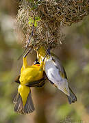 Lesser Masked Weaver