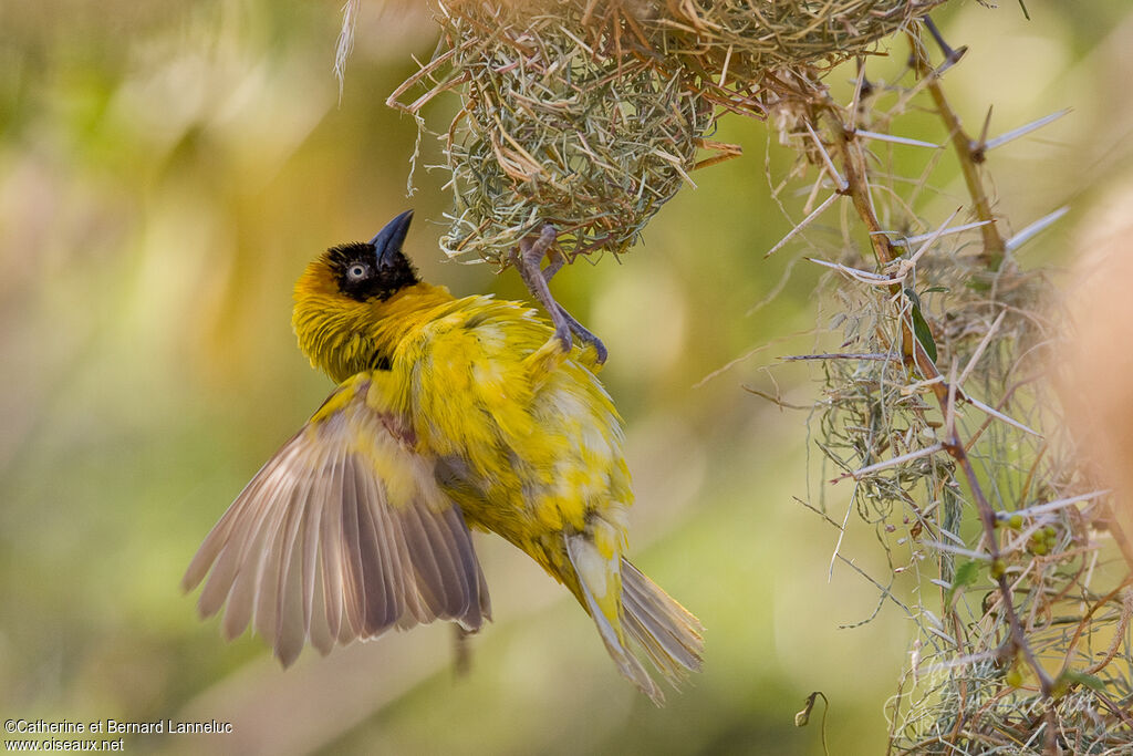 Lesser Masked Weaver male adult breeding, Reproduction-nesting